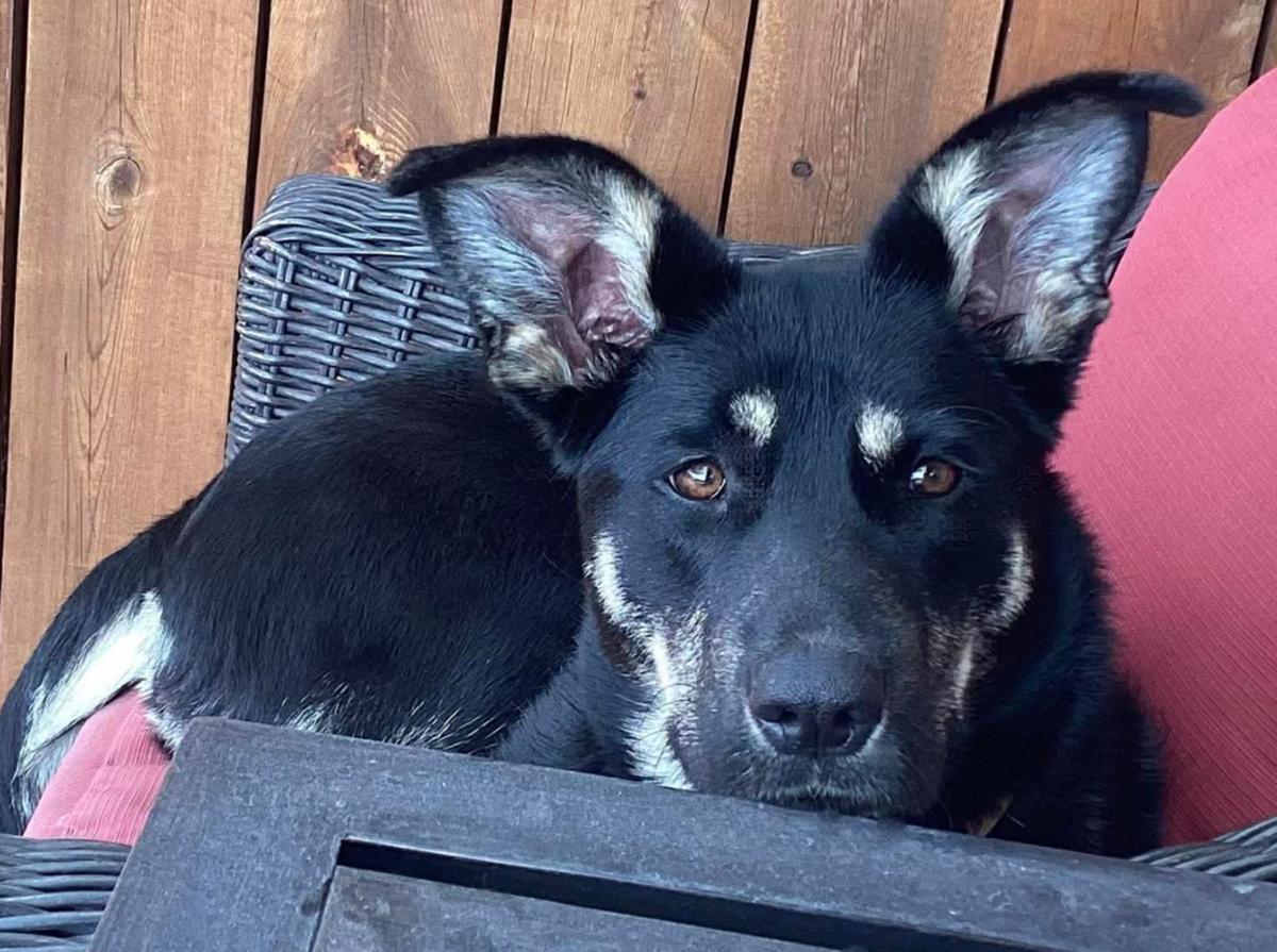 Anya, a ADOPTABLE mixed breed in Stanstead, QC image 3/6