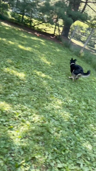 Enlarge Anya, a ADOPTABLE mixed breed in Stanstead, QC video 6/6