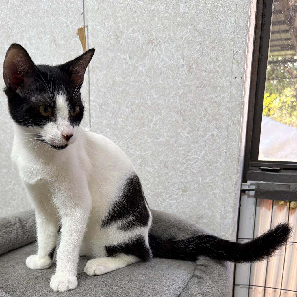Enlarge Kiss, a Adoptable Domestic Short Hair in Hinesville, GA image 1/1