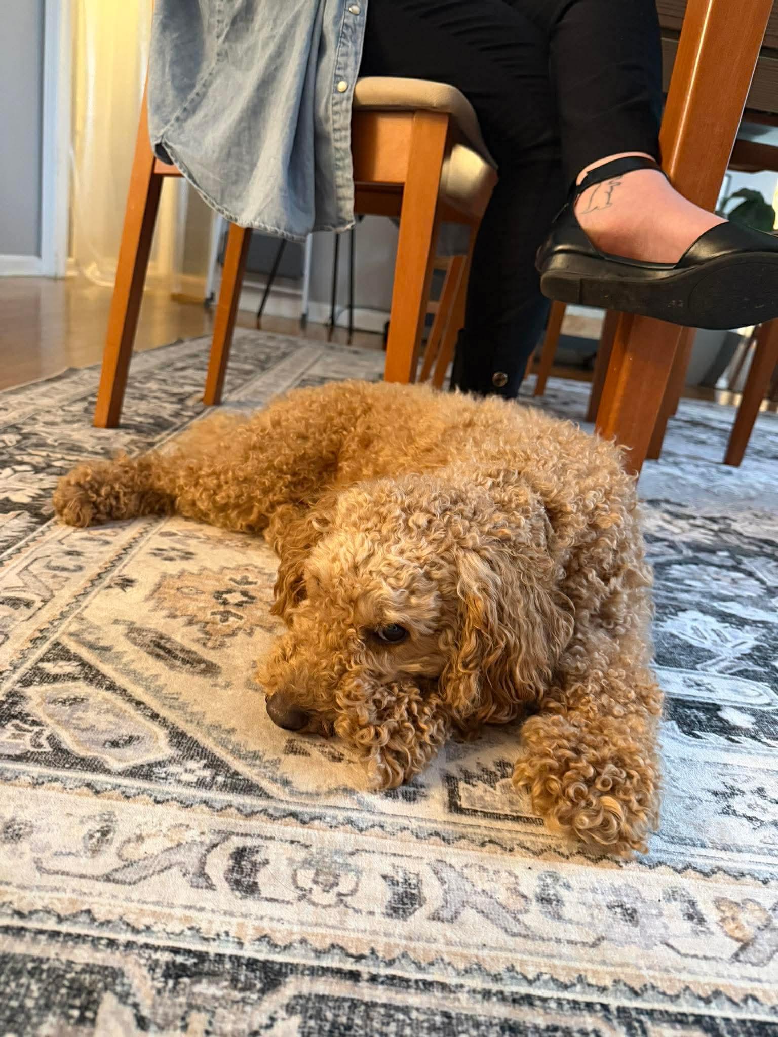 Enlarge Baxter, an adopted mixed breed in Westwood, NJ image 3/4