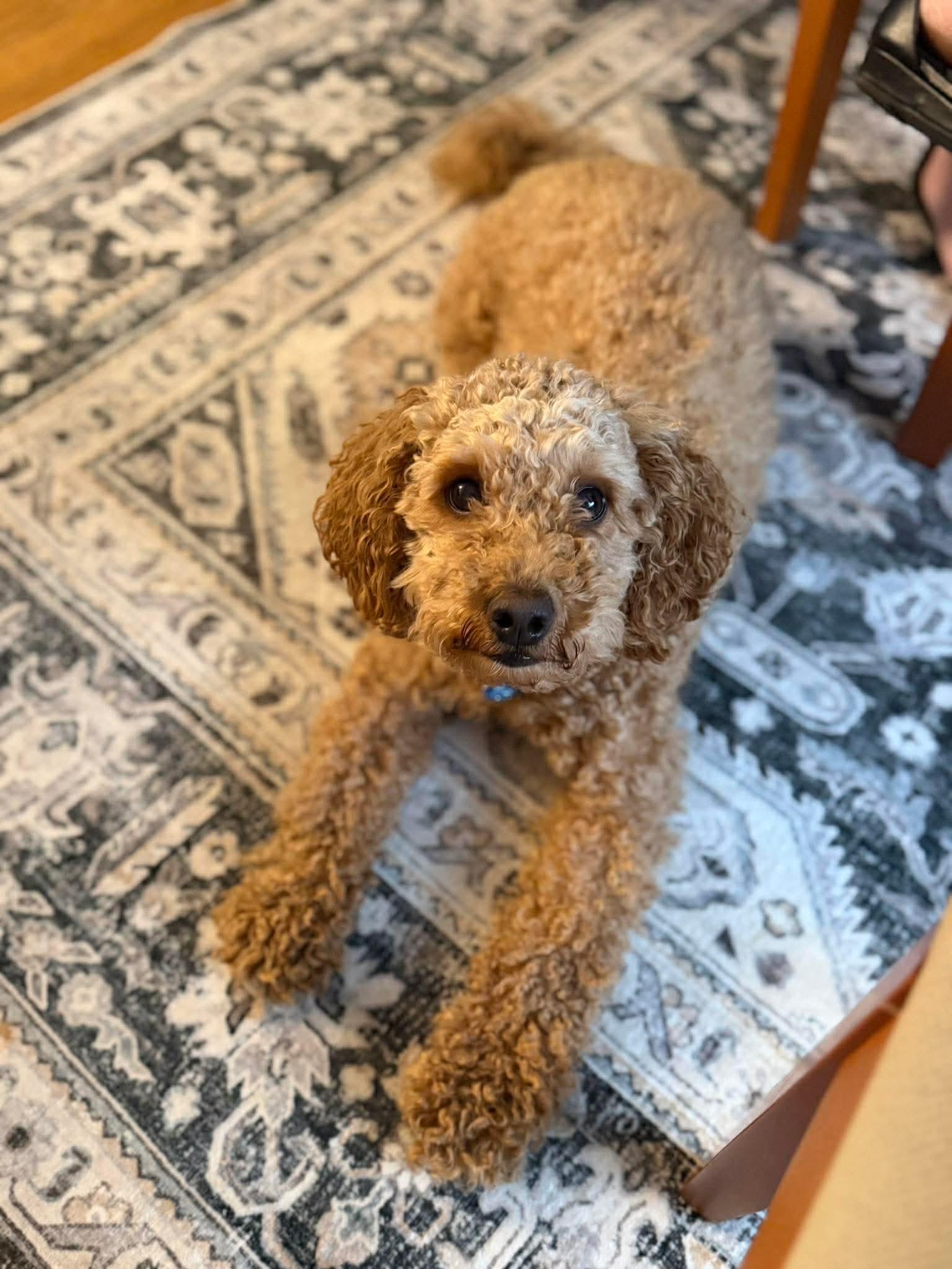 Enlarge Baxter, an adopted mixed breed in Westwood, NJ image 1/4