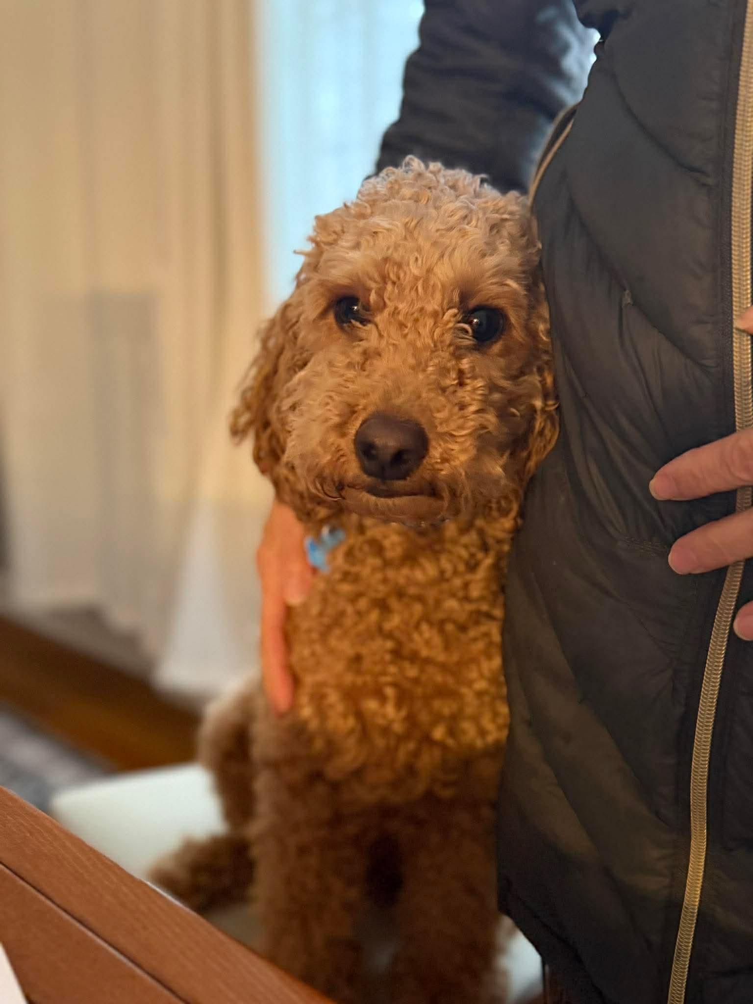 Enlarge Baxter, an adopted mixed breed in Westwood, NJ image 2/4