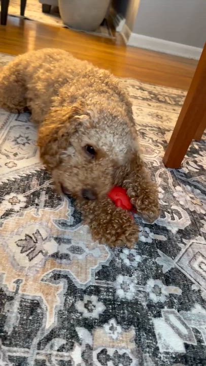 Enlarge Baxter, an adopted mixed breed in Westwood, NJ video 4/4