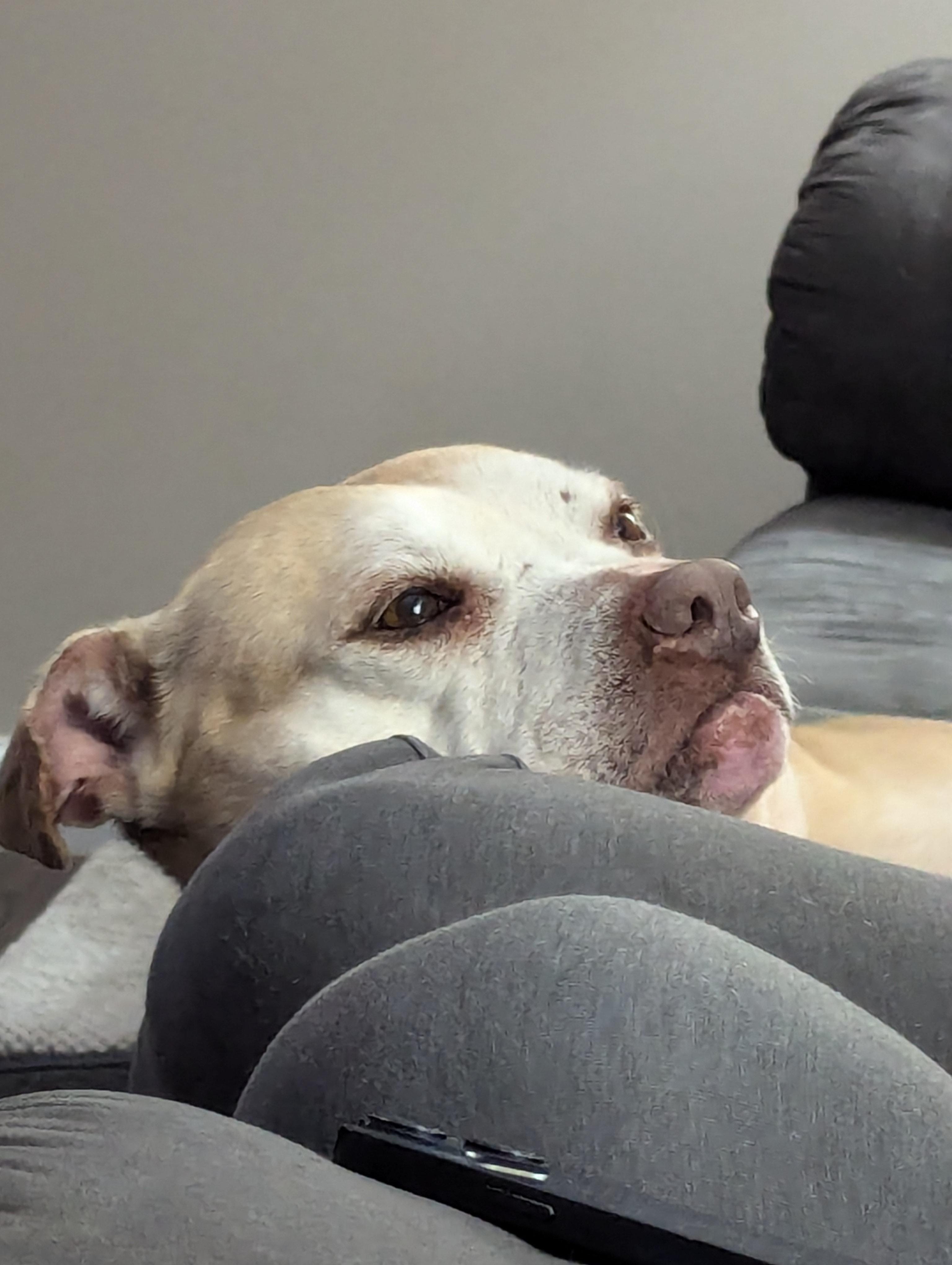 Sissy, a Adopted mixed breed in Indianapolis, IN image 2/4