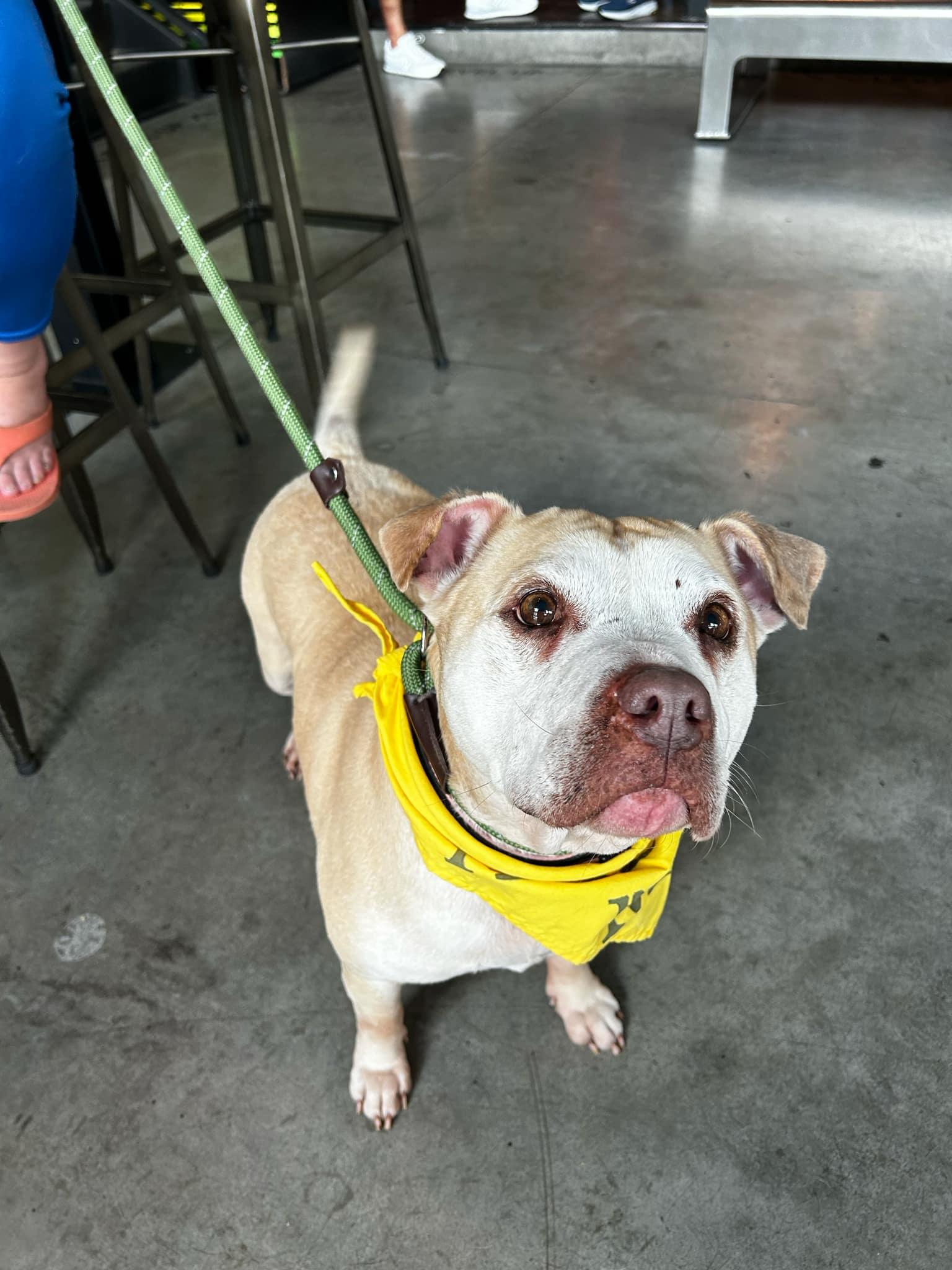Sissy, Senior Female Pit Bull Terrier