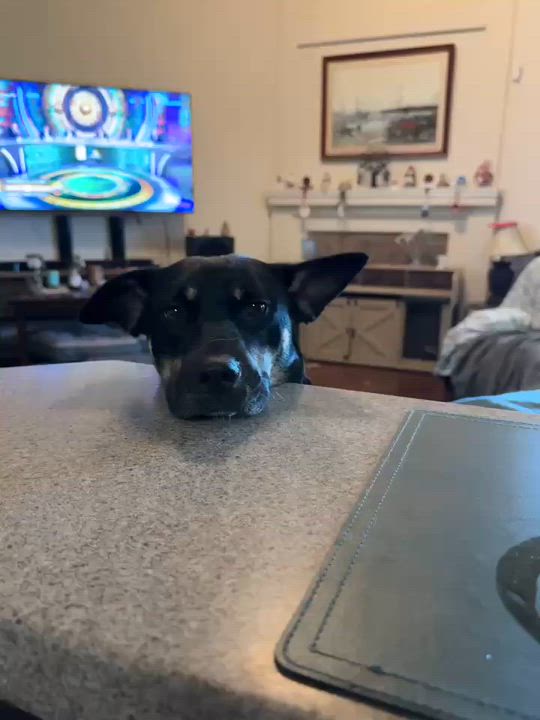 Enlarge Scottie, an adopted mixed breed in Wytheville , VA video 3/4