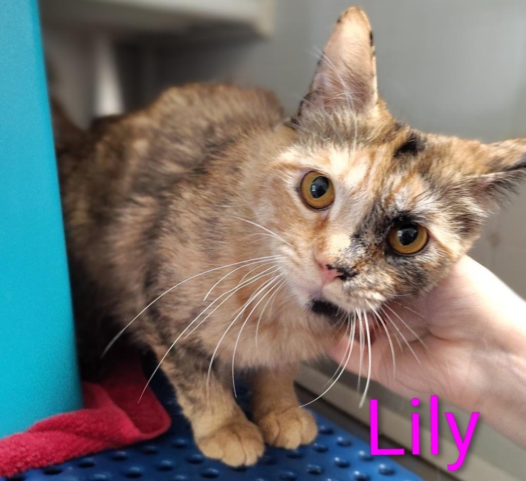 Lily, Adoptable, Kitten Female Domestic Medium Hair.