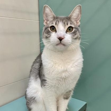 Enlarge Ace, a Adoptable Domestic Short Hair in Santa Cruz, CA image 1/3