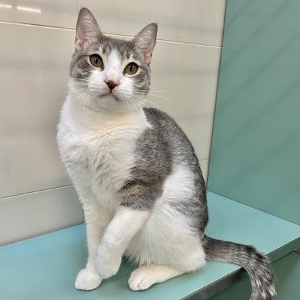 Enlarge Ace, a Adoptable Domestic Short Hair in Santa Cruz, CA image 3/3