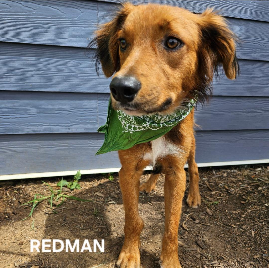 Redman thumbnail 3