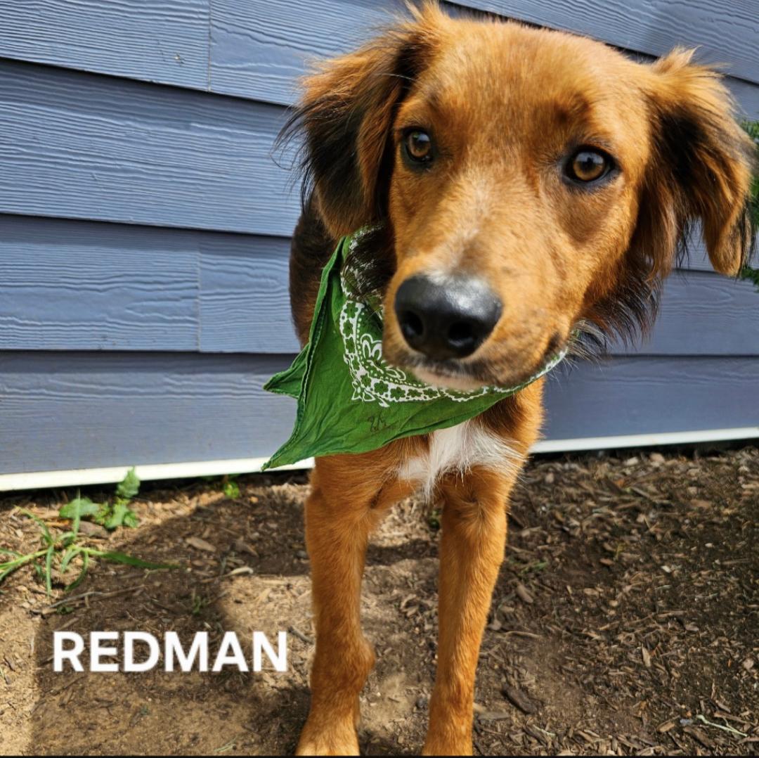 Redman thumbnail 2