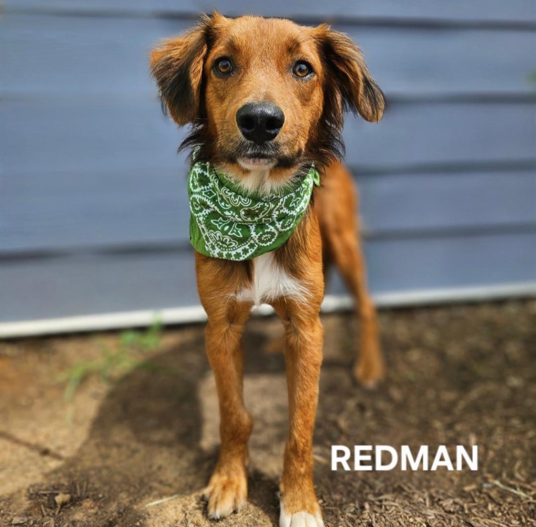 Redman thumbnail 4