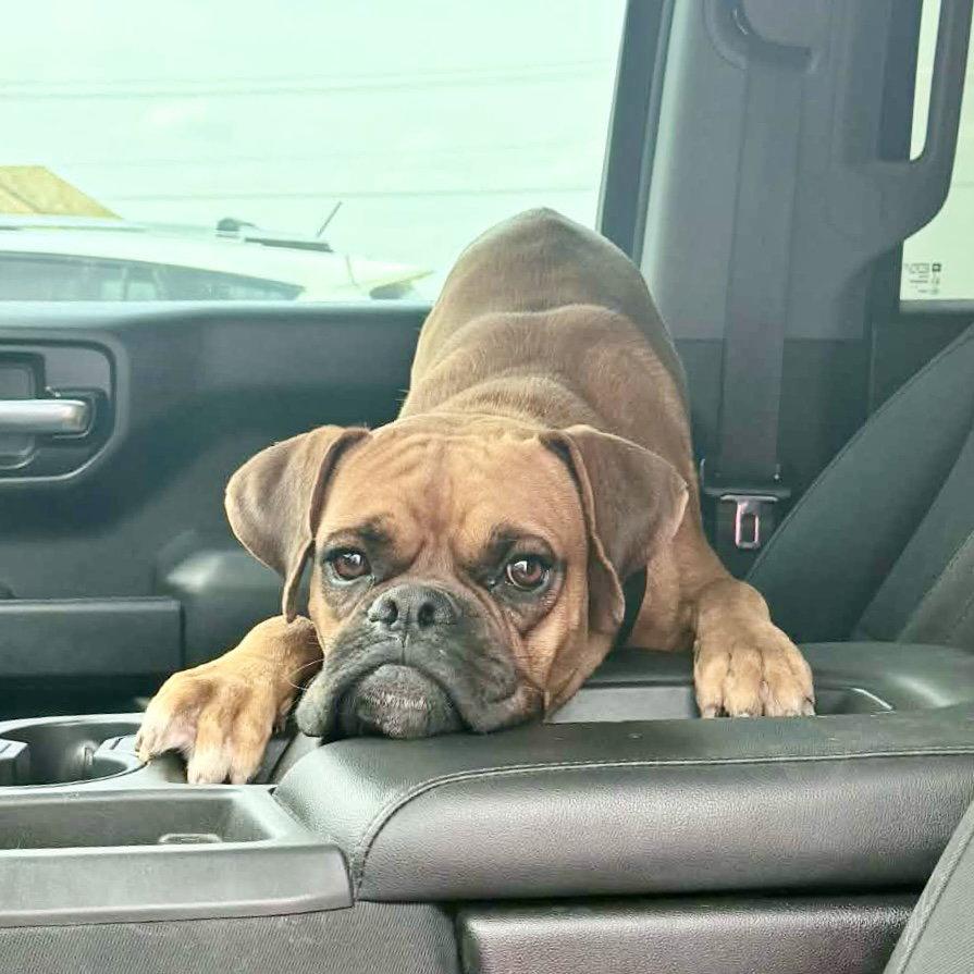 Enlarge Mikey, a Adoptable Boxer in Monticello, NY image 2/3