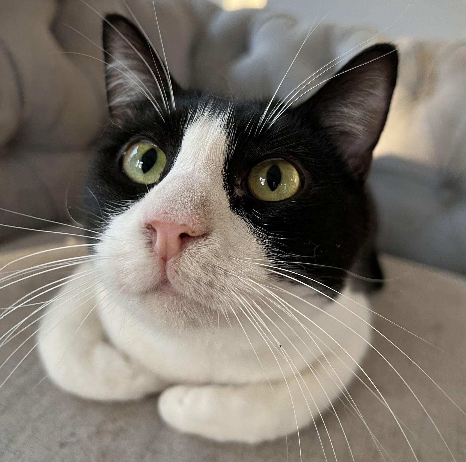 Audrina, a Adoptable Domestic Short Hair in Sicklerville , NJ image 2/2