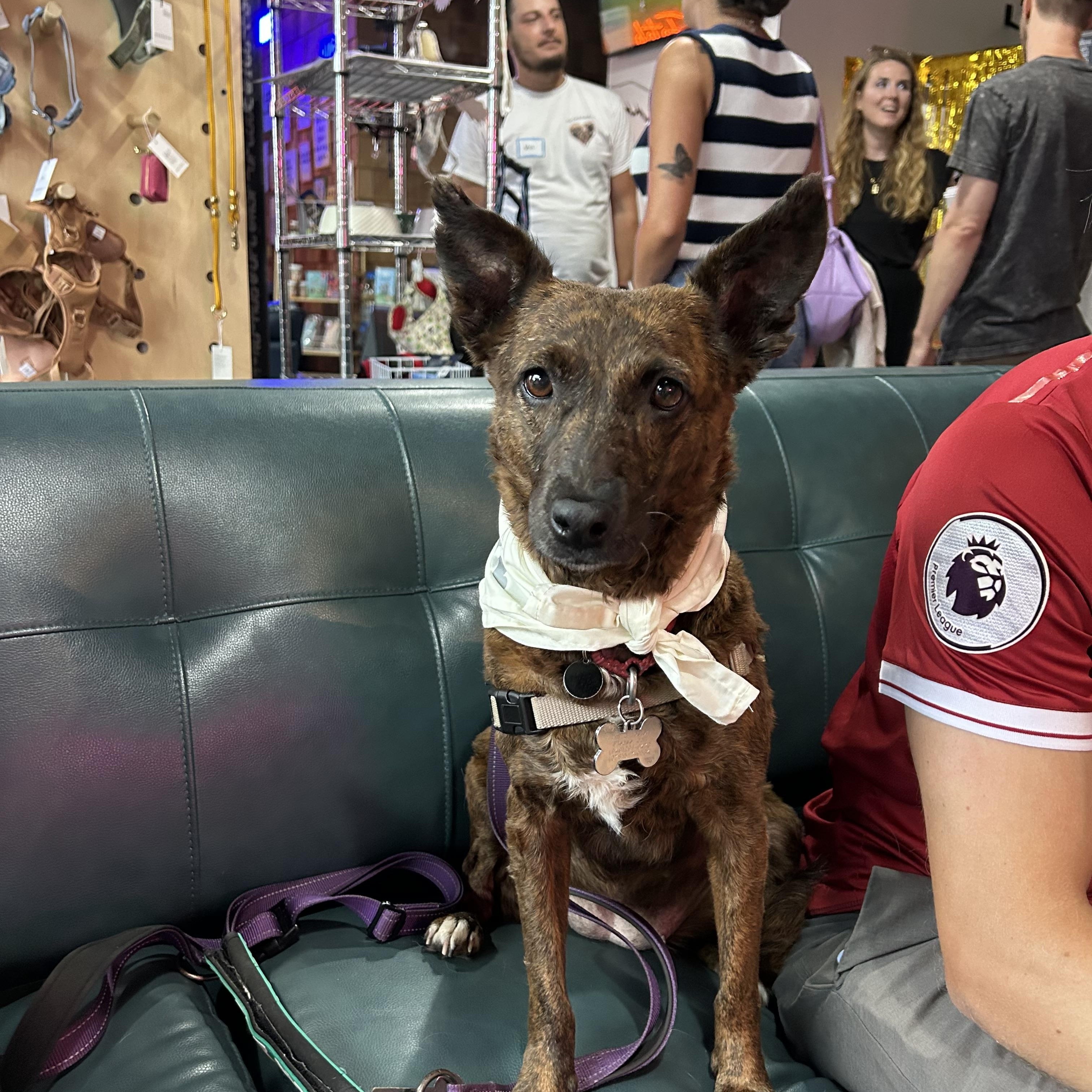 Aloha, a Adoptable mixed breed in San Diego, CA image 5/6