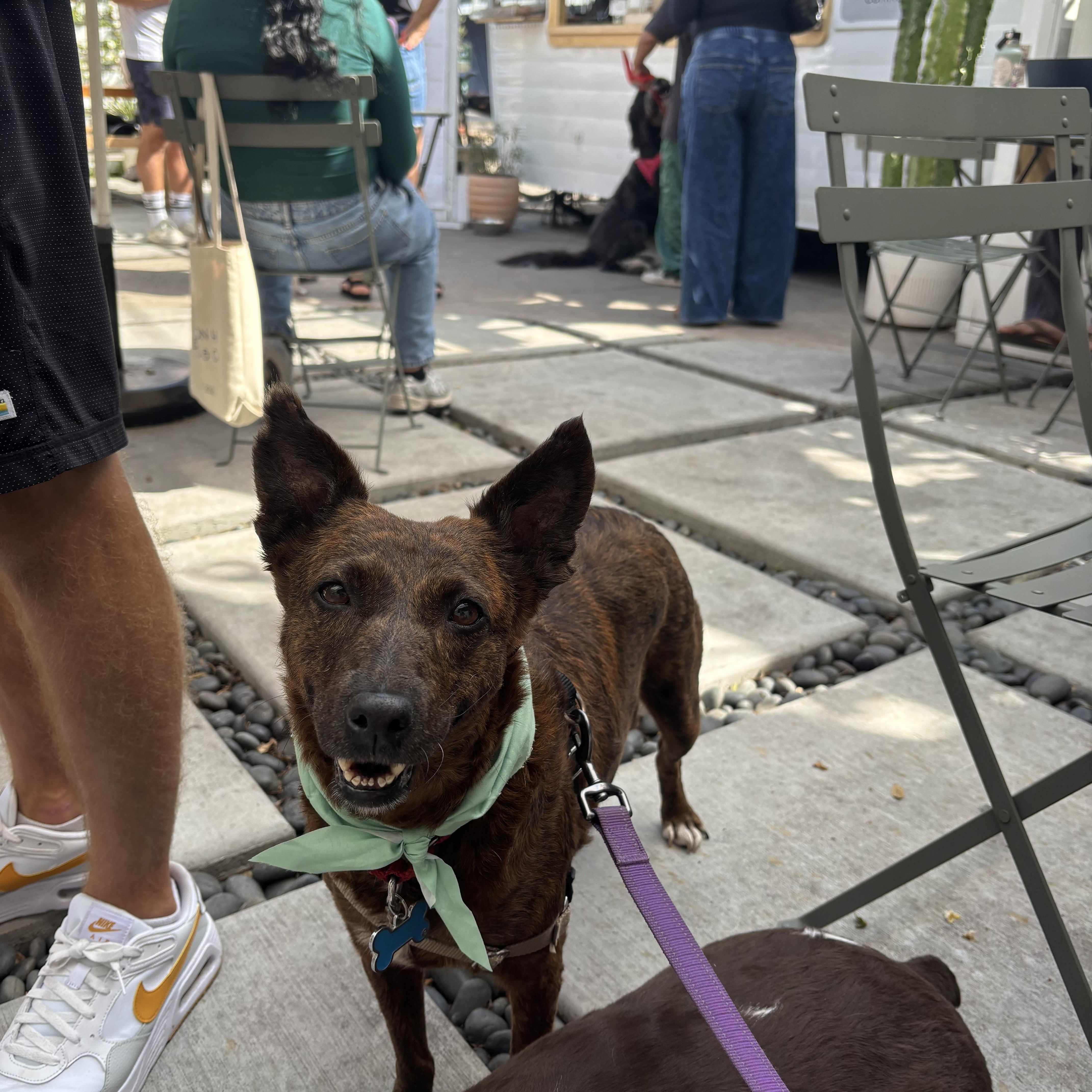 Aloha, a Adoptable mixed breed in San Diego, CA image 3/6