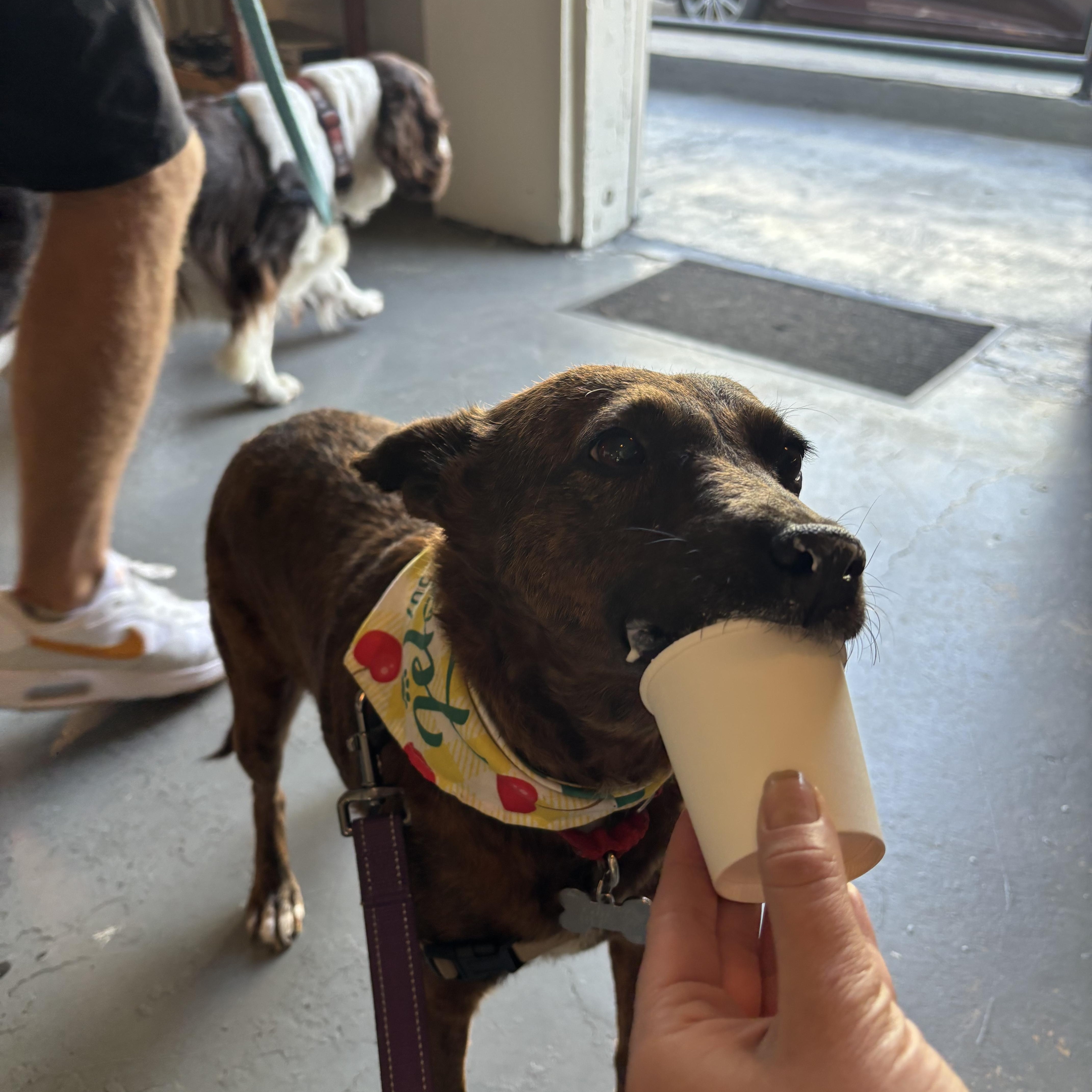 Aloha, a Adoptable mixed breed in San Diego, CA image 6/6