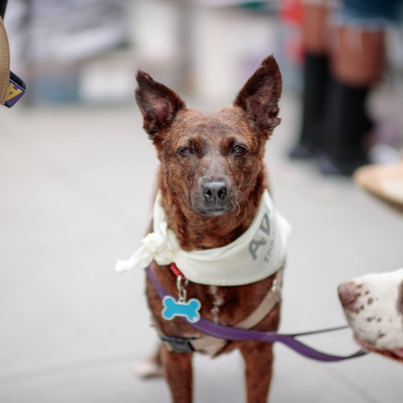 Aloha, Adoptable, Adult Female Cattle Dog & Scottish Terrier.