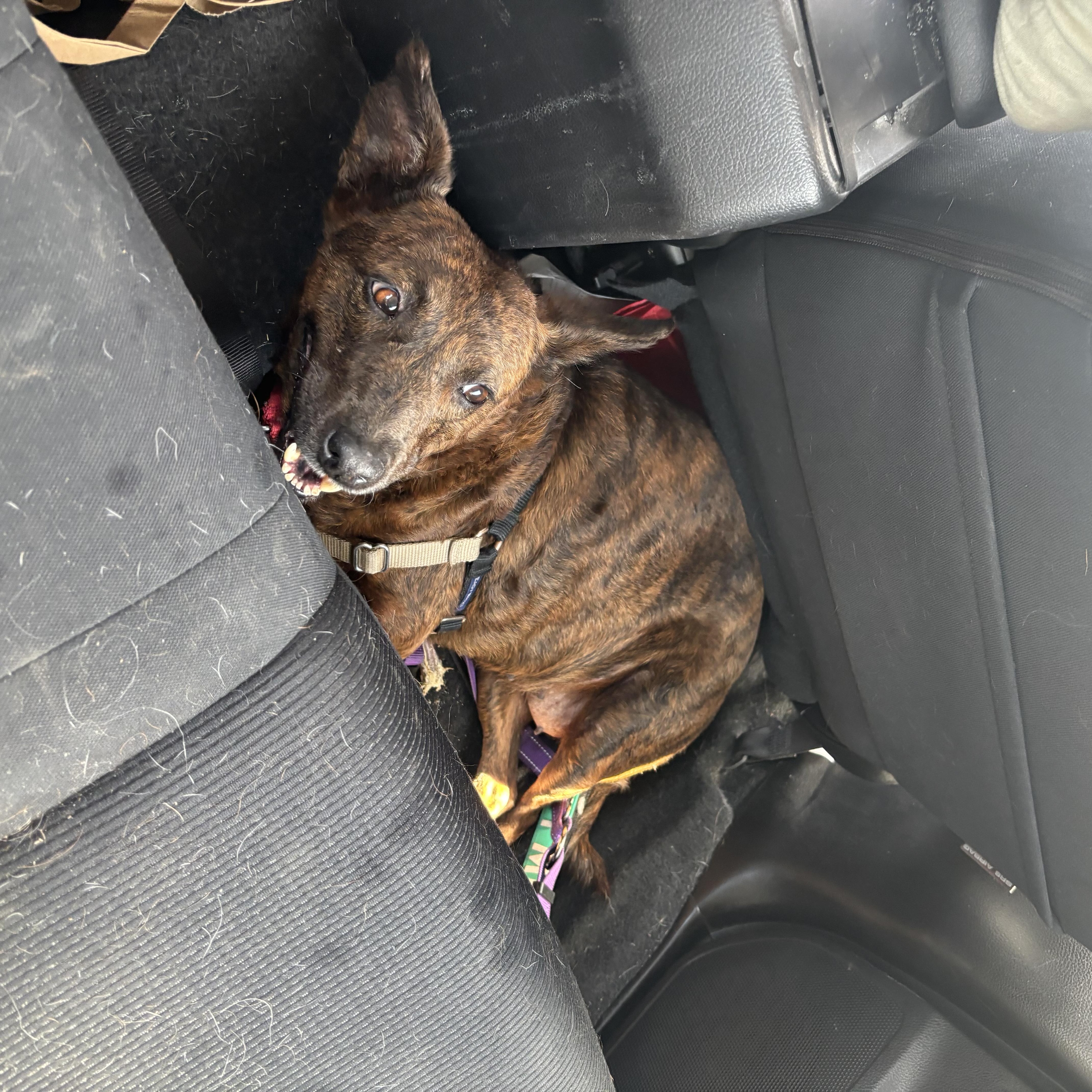 Aloha, a Adoptable mixed breed in San Diego, CA image 4/6