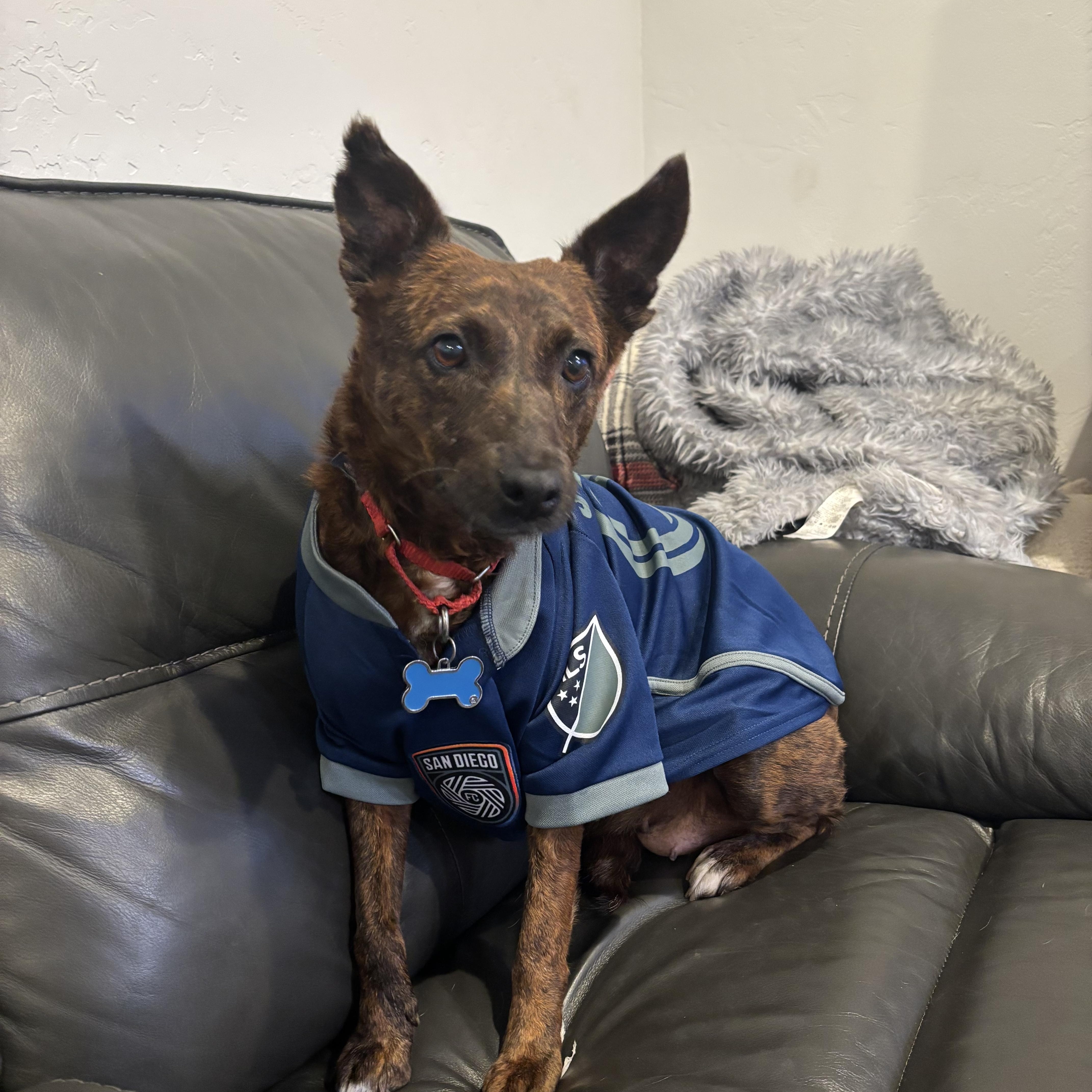Aloha, a Adoptable mixed breed in San Diego, CA image 2/6
