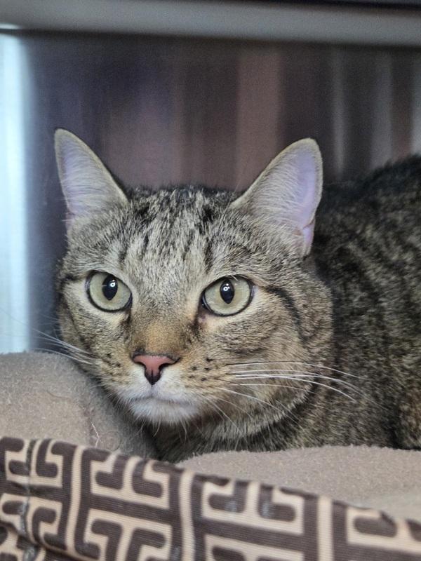 Keto, Adoptable, Adult Male Domestic Short Hair.