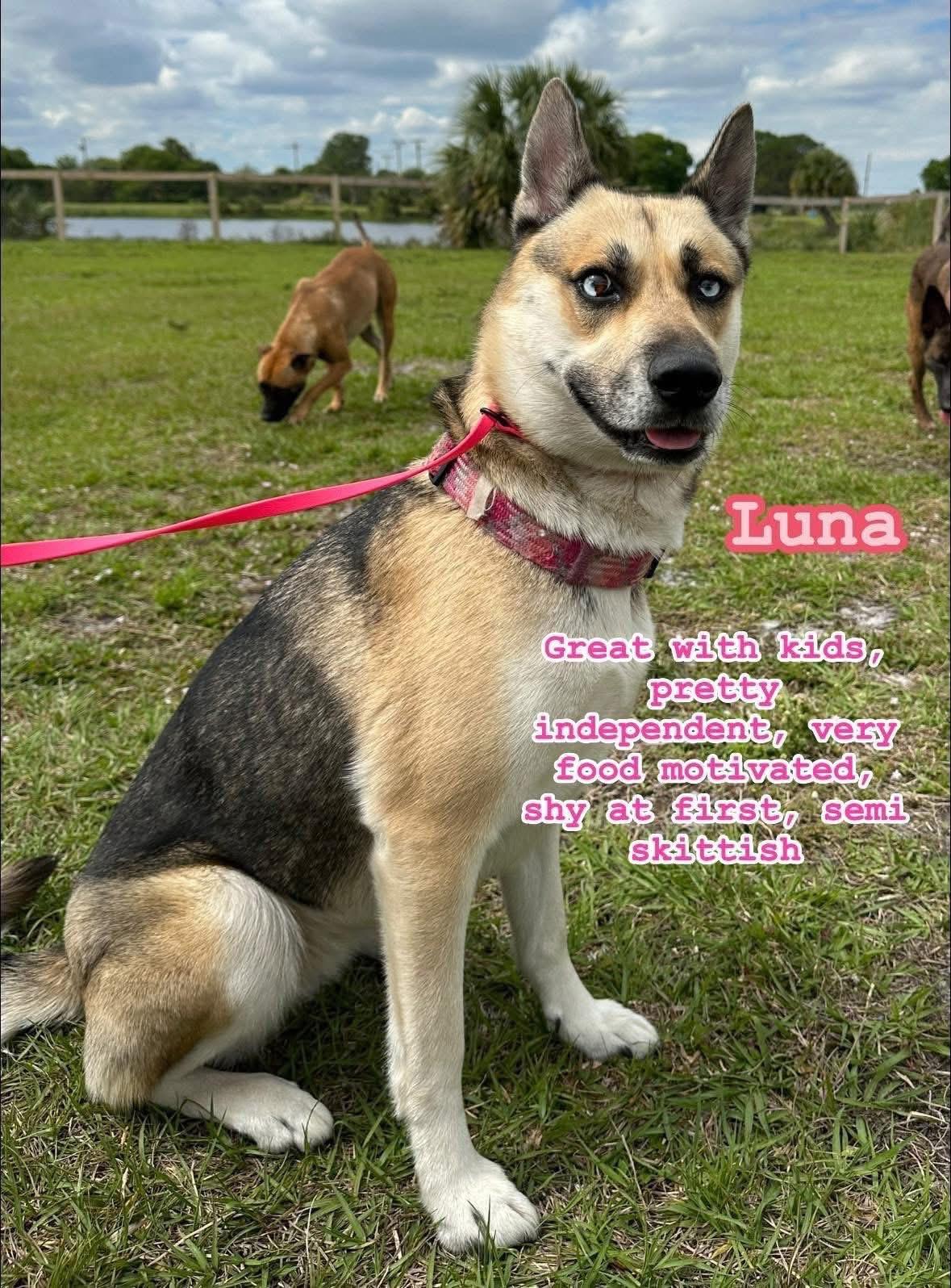Luna, Adopted, Young Female Husky.