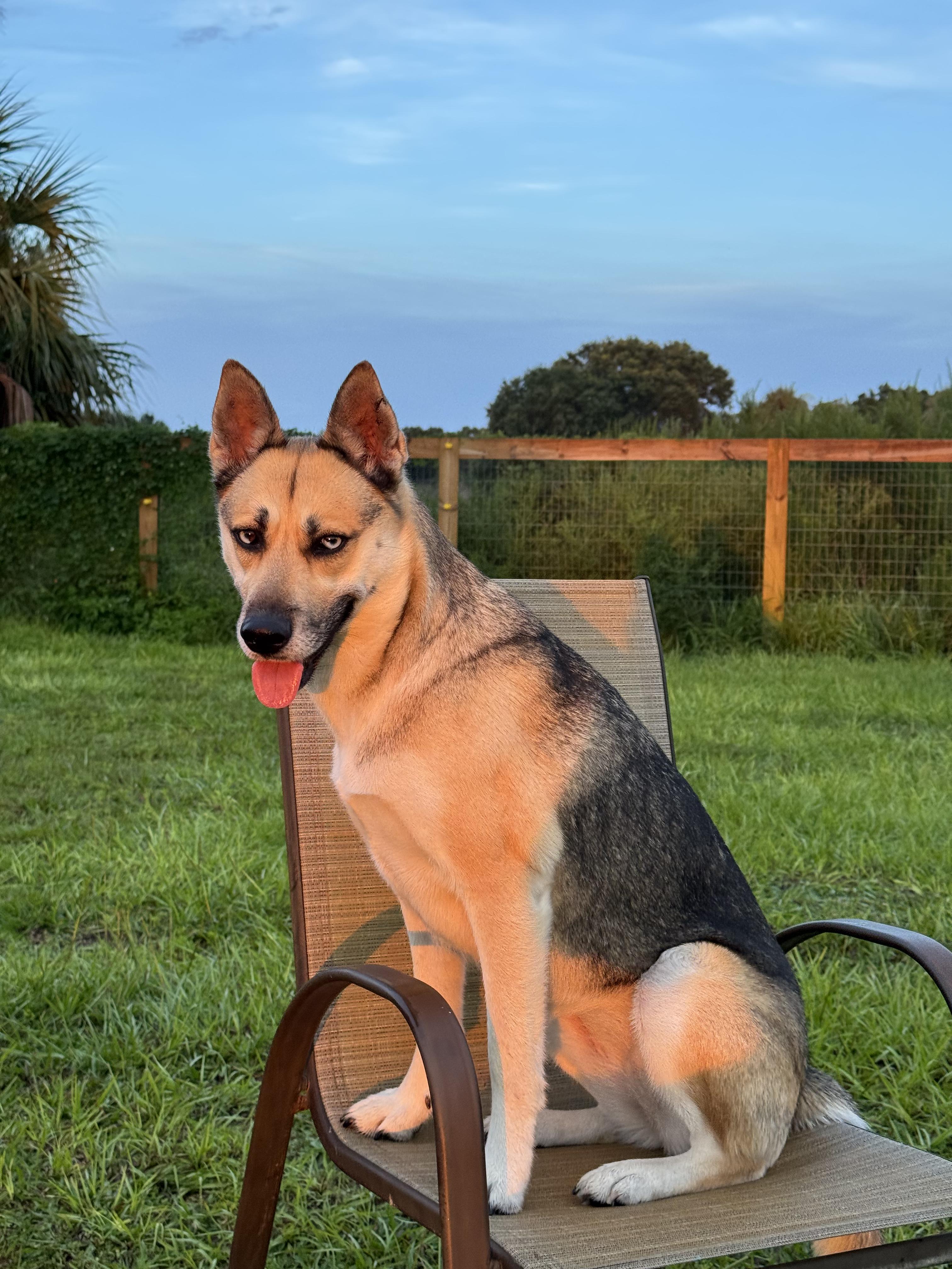 Luna, a Adopted mixed breed in Port Saint Lucie, FL image 2/3
