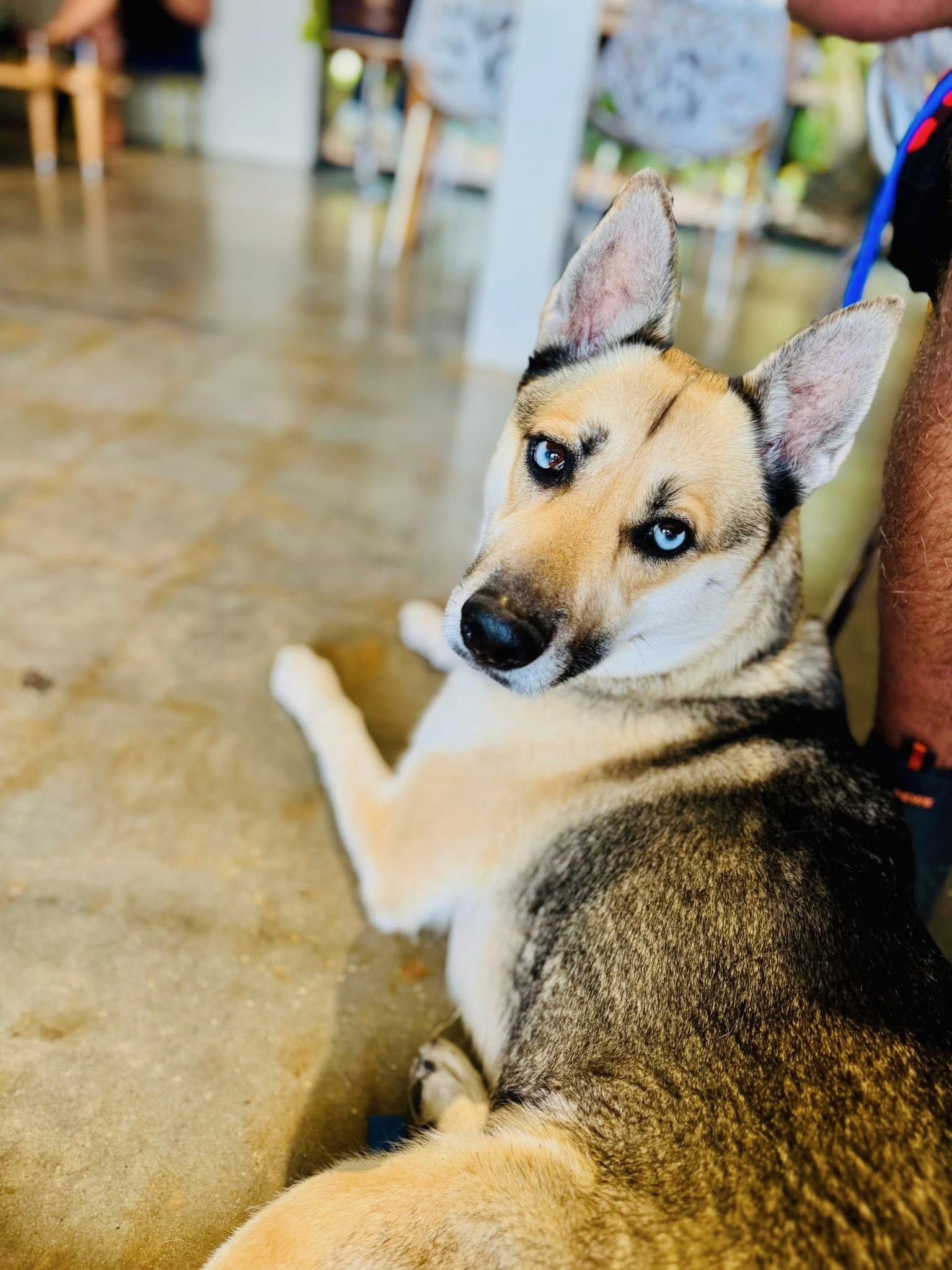 Luna, a Adopted mixed breed in Port Saint Lucie, FL image 3/3