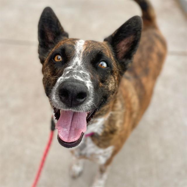 Enlarge ASPEN, a Adoptable Australian Cattle Dog / Blue Heeler in Aurora, CO image 1/1