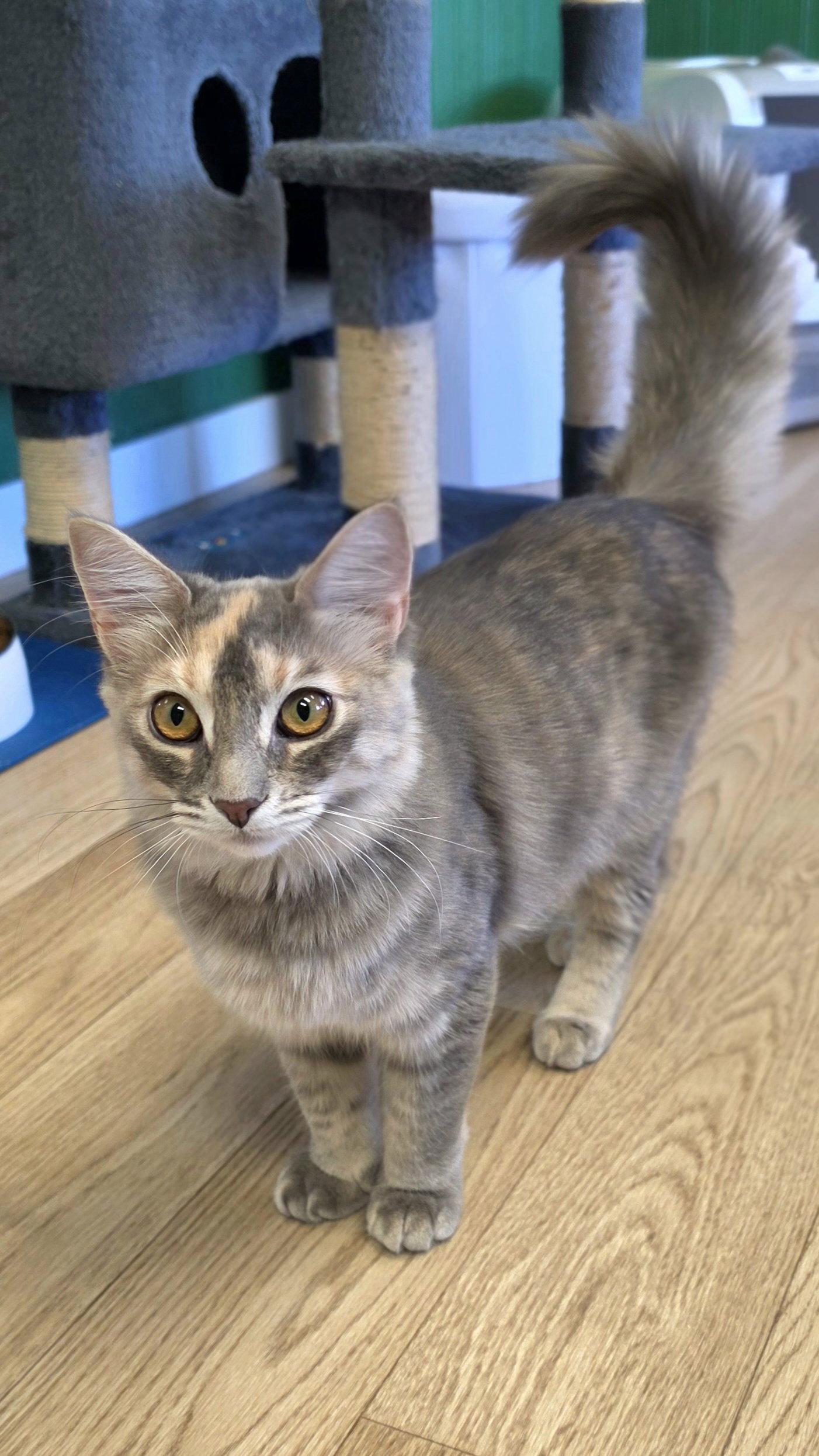 Enlarge Coco, a Adoptable mixed breed in Campbell, CA image 2/3