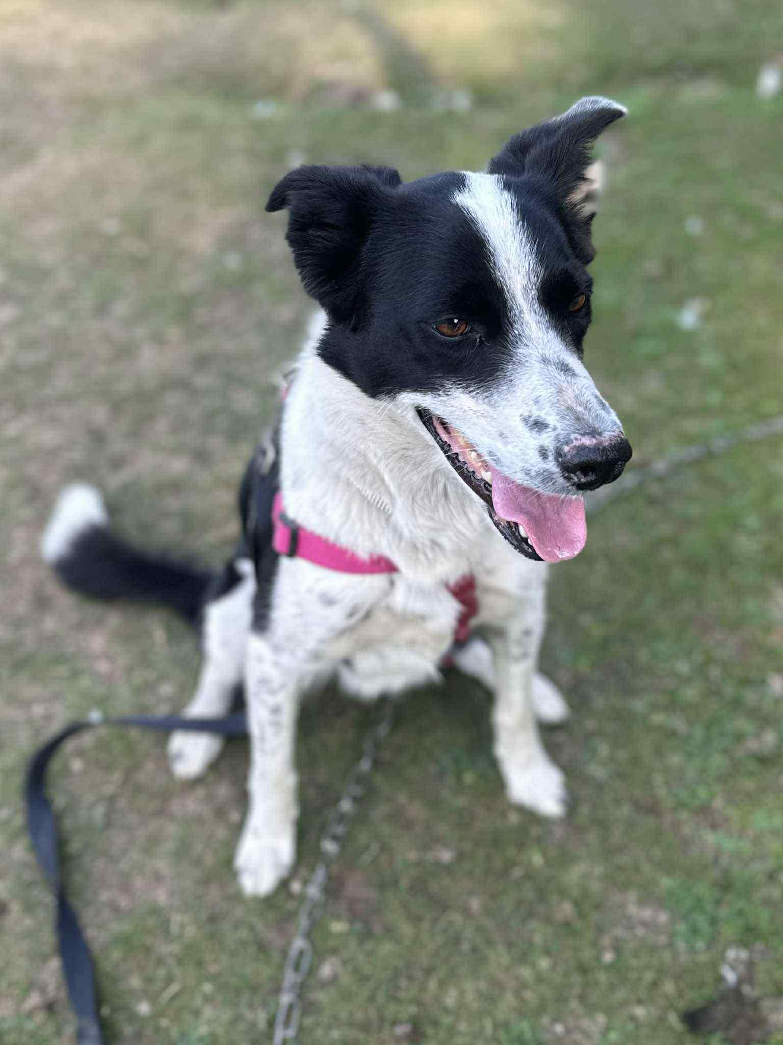 Sage, adoptable, Young Female Border Collie.