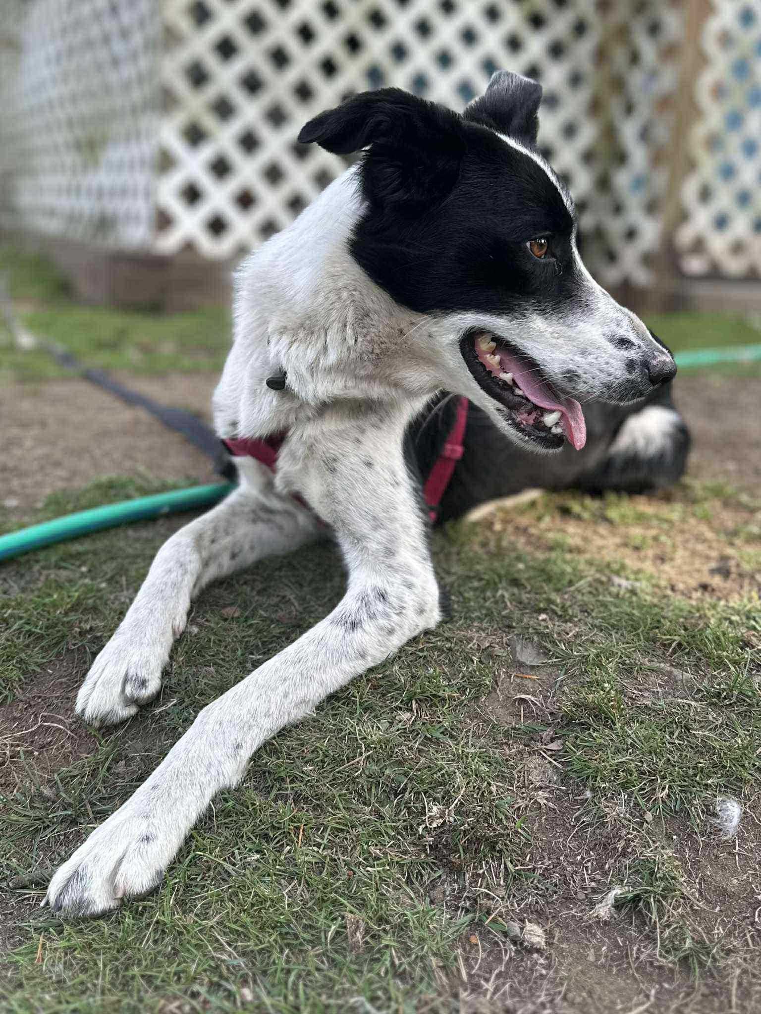 Enlarge Sage, an adoptable mixed breed in Bend, OR image 2/5