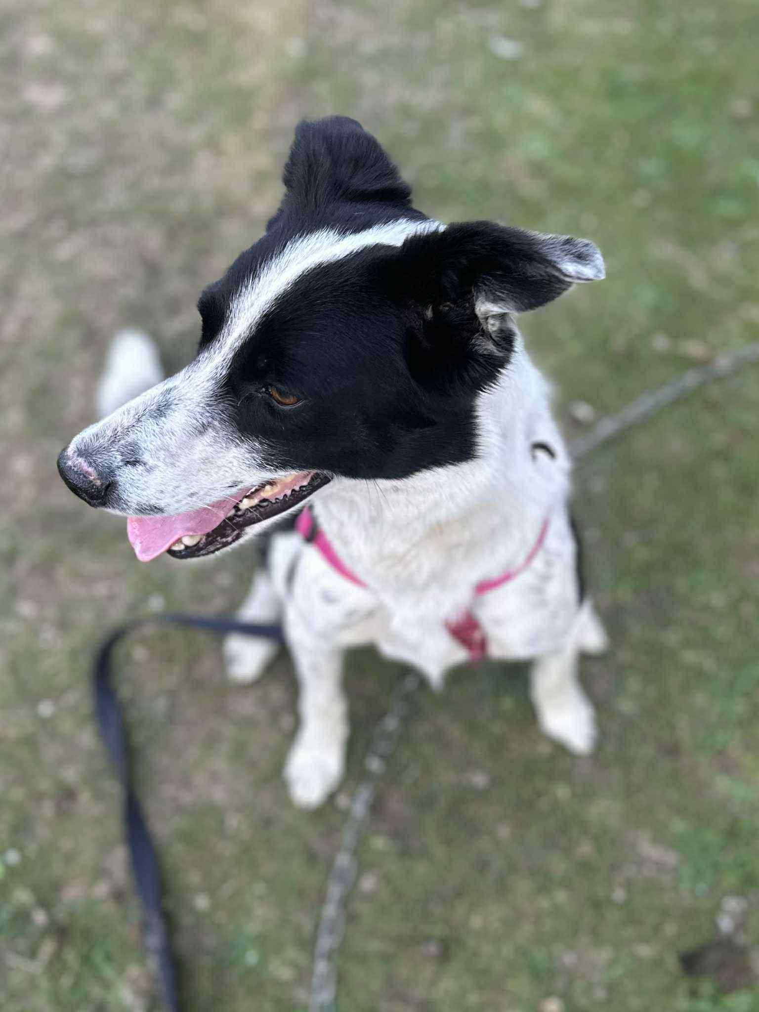 Enlarge Sage, an adoptable mixed breed in Bend, OR image 3/5