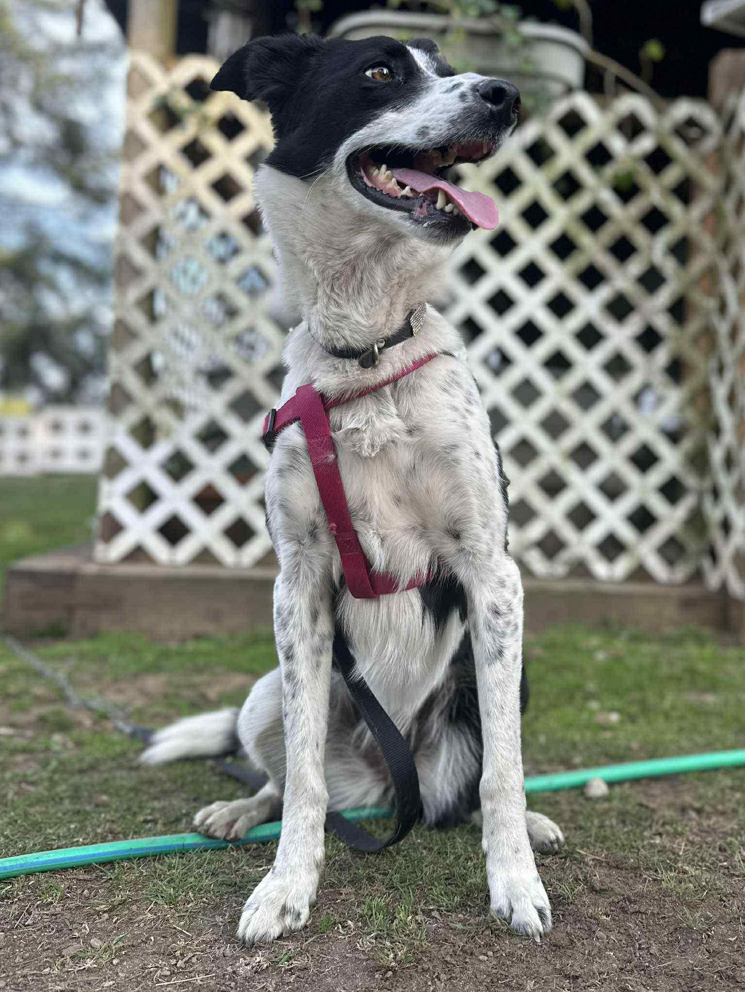Enlarge Sage, an adoptable mixed breed in Bend, OR image 4/5