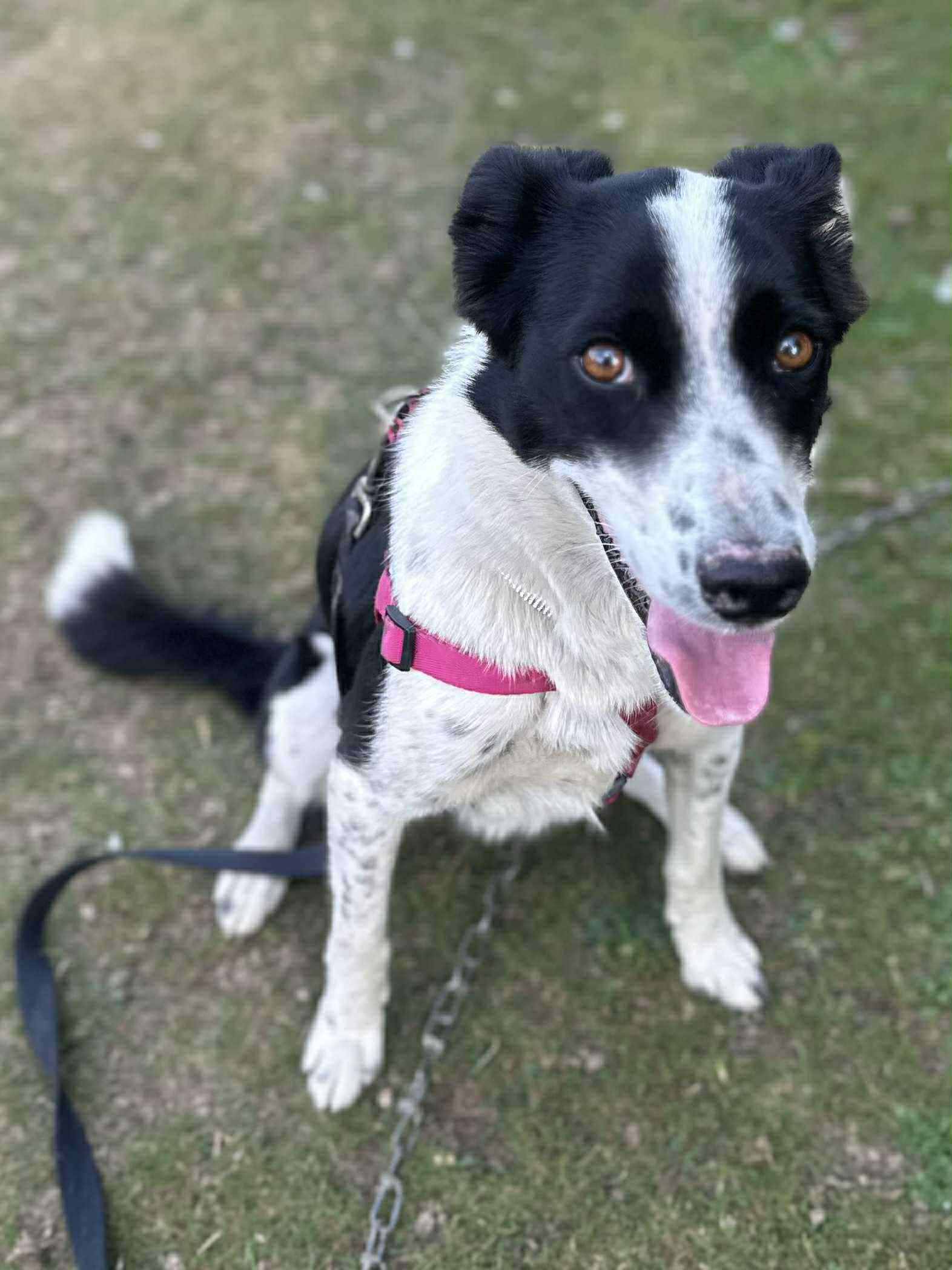 Enlarge Sage, an adoptable mixed breed in Bend, OR image 5/5