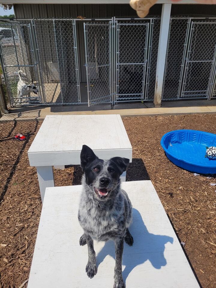 Patrick, Adopted, Adult Male Australian Cattle Dog / Blue Heeler.