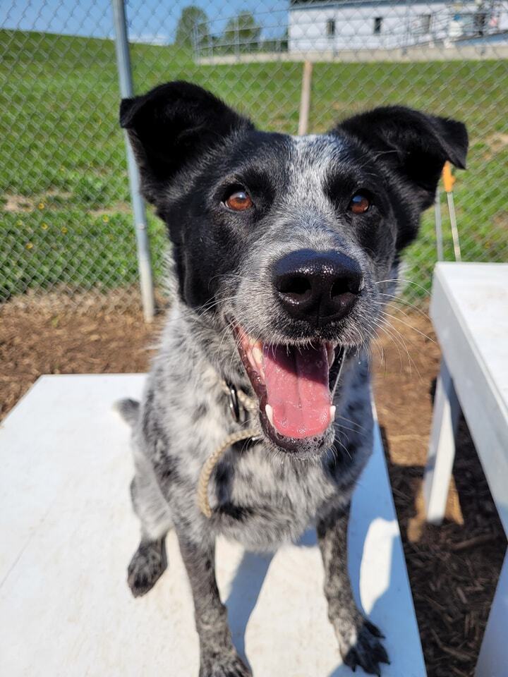 Enlarge Patrick, a Adopted mixed breed in Smithville, MO image 2/2