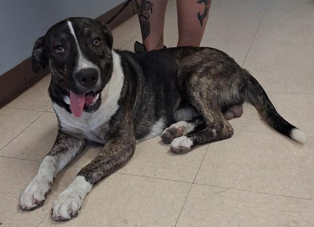 CAPTAIN SNIFF, Adoptable, Young Male German Shepherd Dog & Mixed Breed.