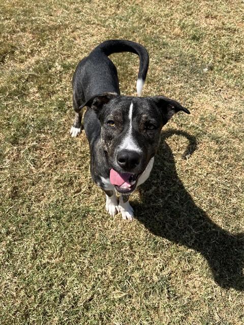 CAPTAIN SNIFF, Adoptable, Young Male German Shepherd Dog & Mixed Breed.