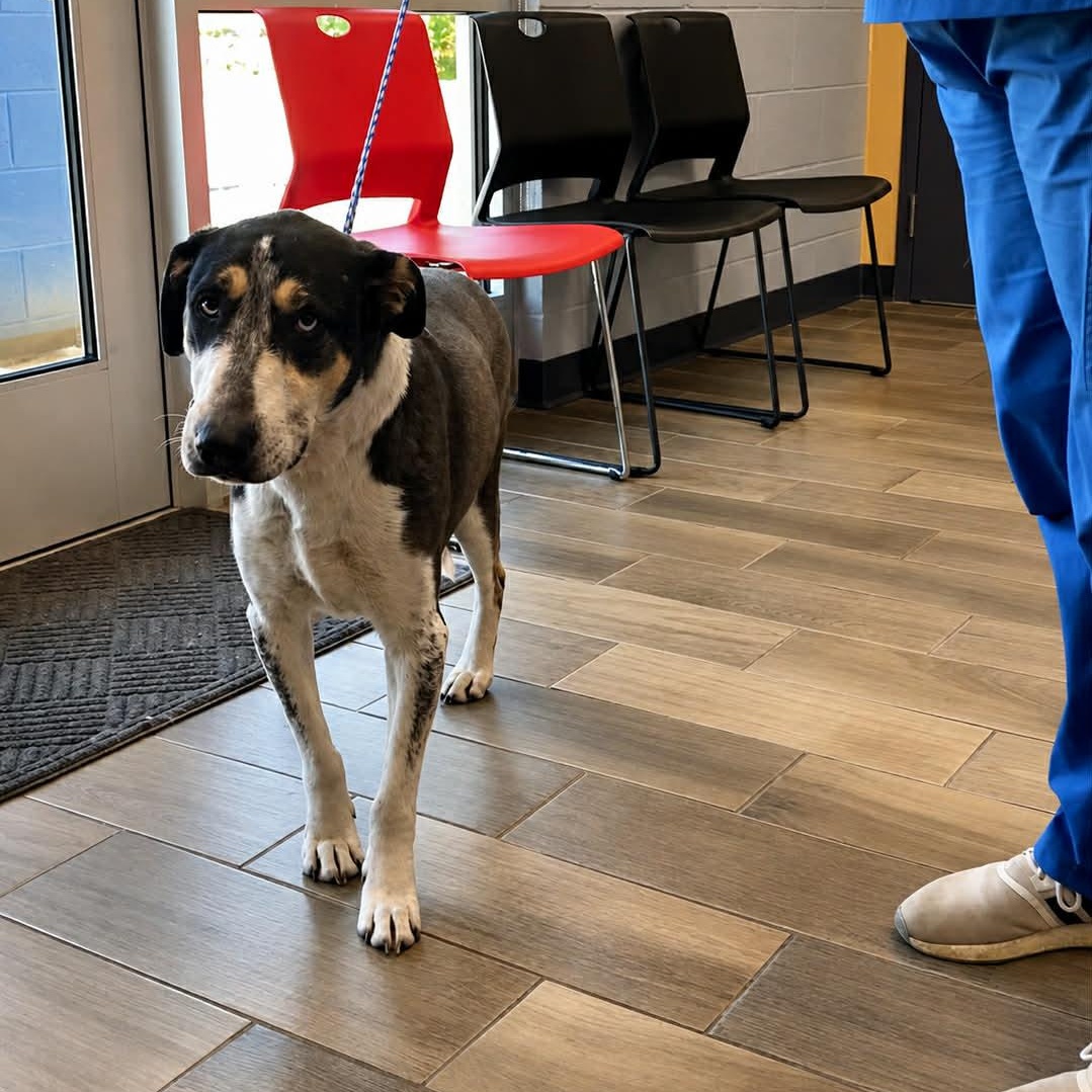 Lilly Mae, ADOPTABLE, Senior Female Coonhound & Husky.