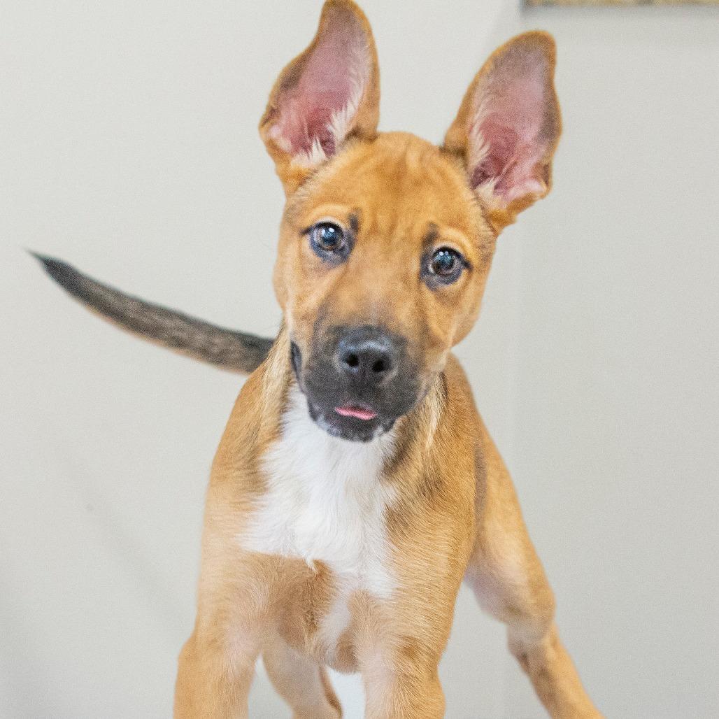 Enlarge Ritchie, a Adoptable Mixed Breed in Cartersville, GA image 1/3