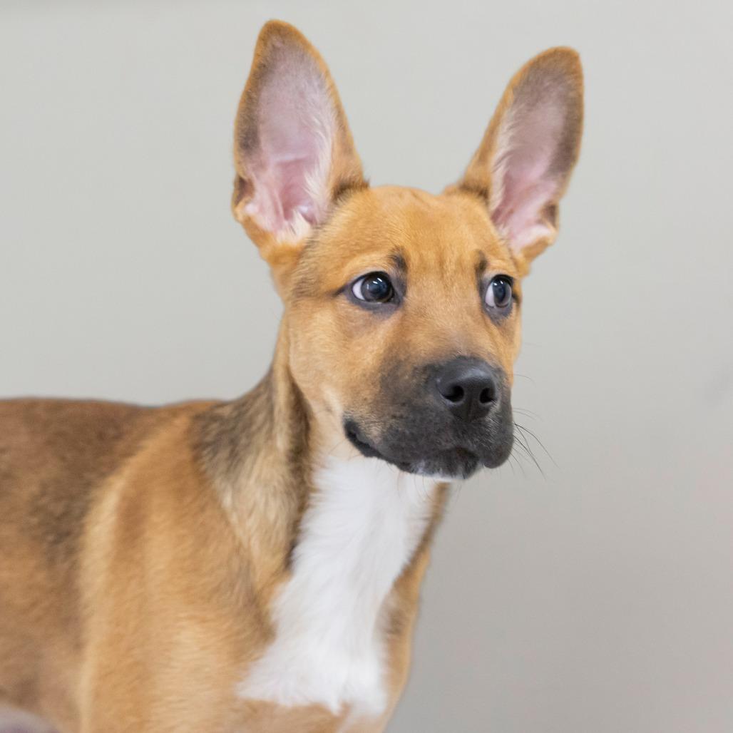 Enlarge Ritchie, a Adoptable Mixed Breed in Cartersville, GA image 2/3