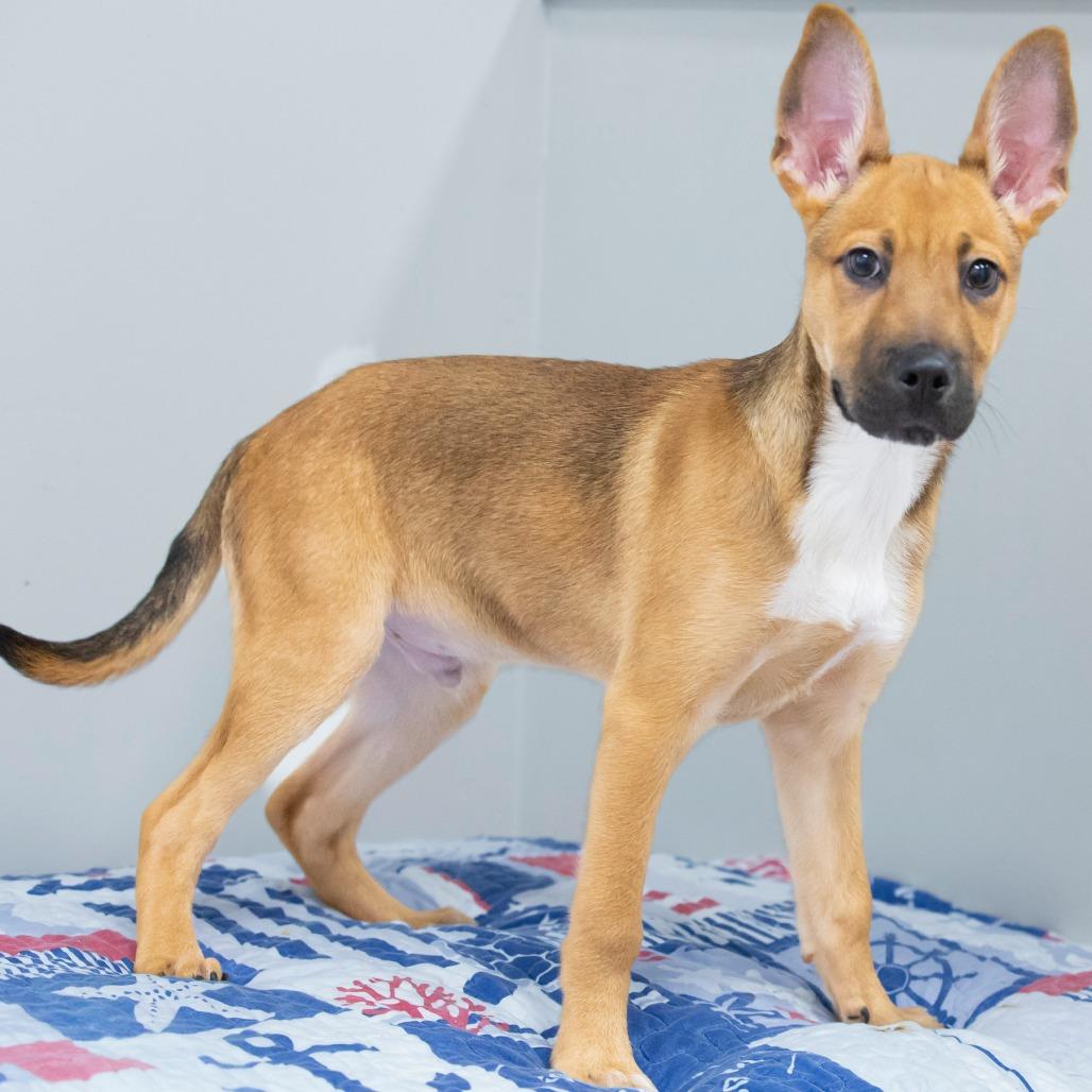Enlarge Ritchie, a Adoptable Mixed Breed in Cartersville, GA image 3/3