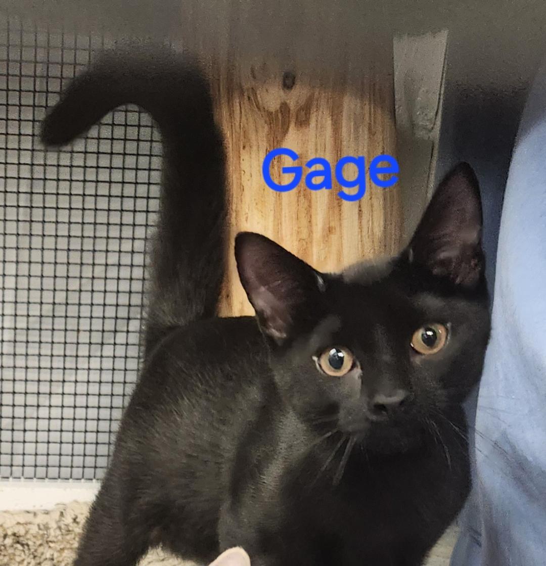 Gage, a Adoptable mixed breed in Whitewater, WI image 1/4