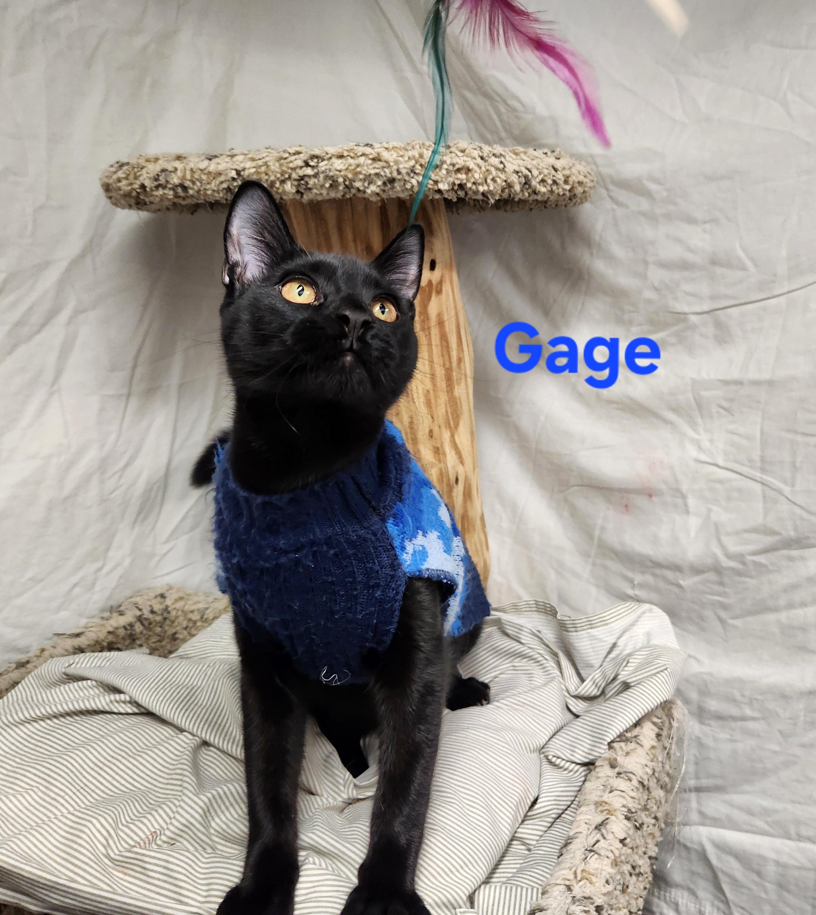 Gage, a Adoptable mixed breed in Whitewater, WI image 2/4