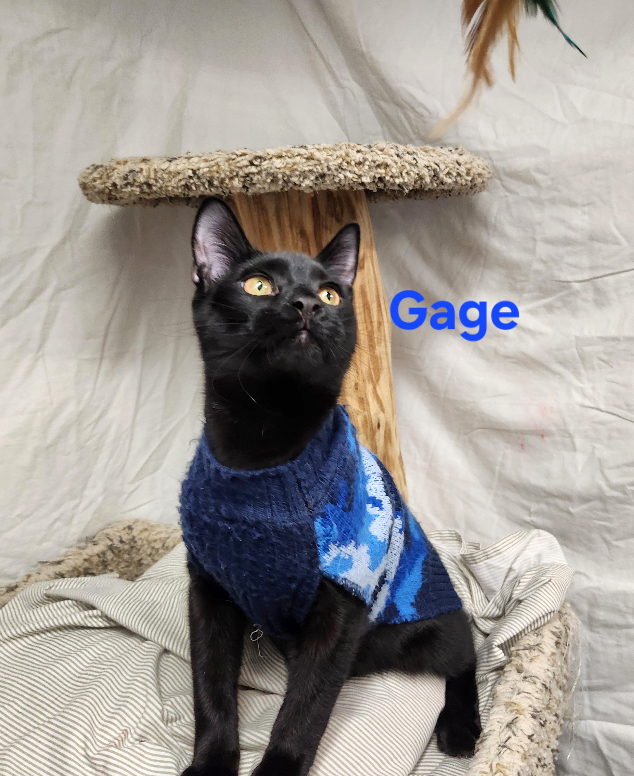 Gage, a Adoptable mixed breed in Whitewater, WI image 3/4