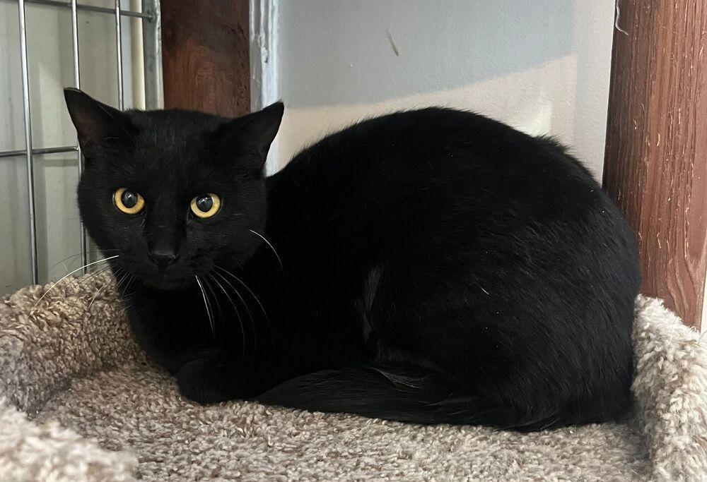 Nova, Adoptable, Young Female Domestic Short Hair.
