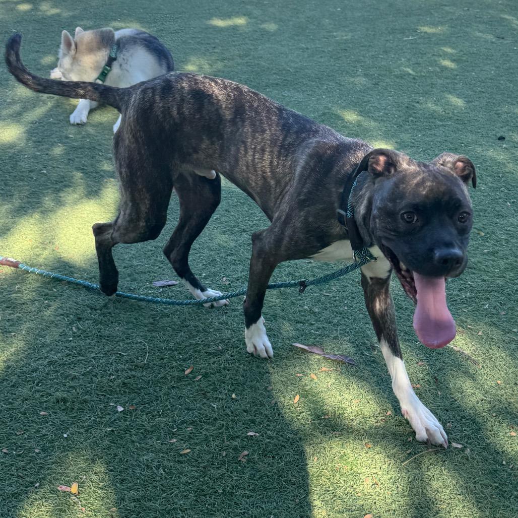 Enlarge Raja, a Adoptable mixed breed in Henderson, NV image 2/6