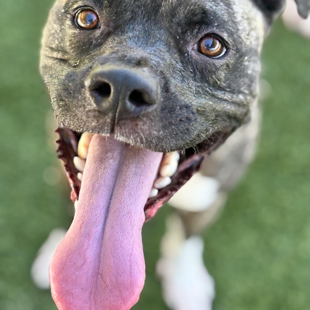 Enlarge Raja, a Adoptable mixed breed in Henderson, NV image 3/6