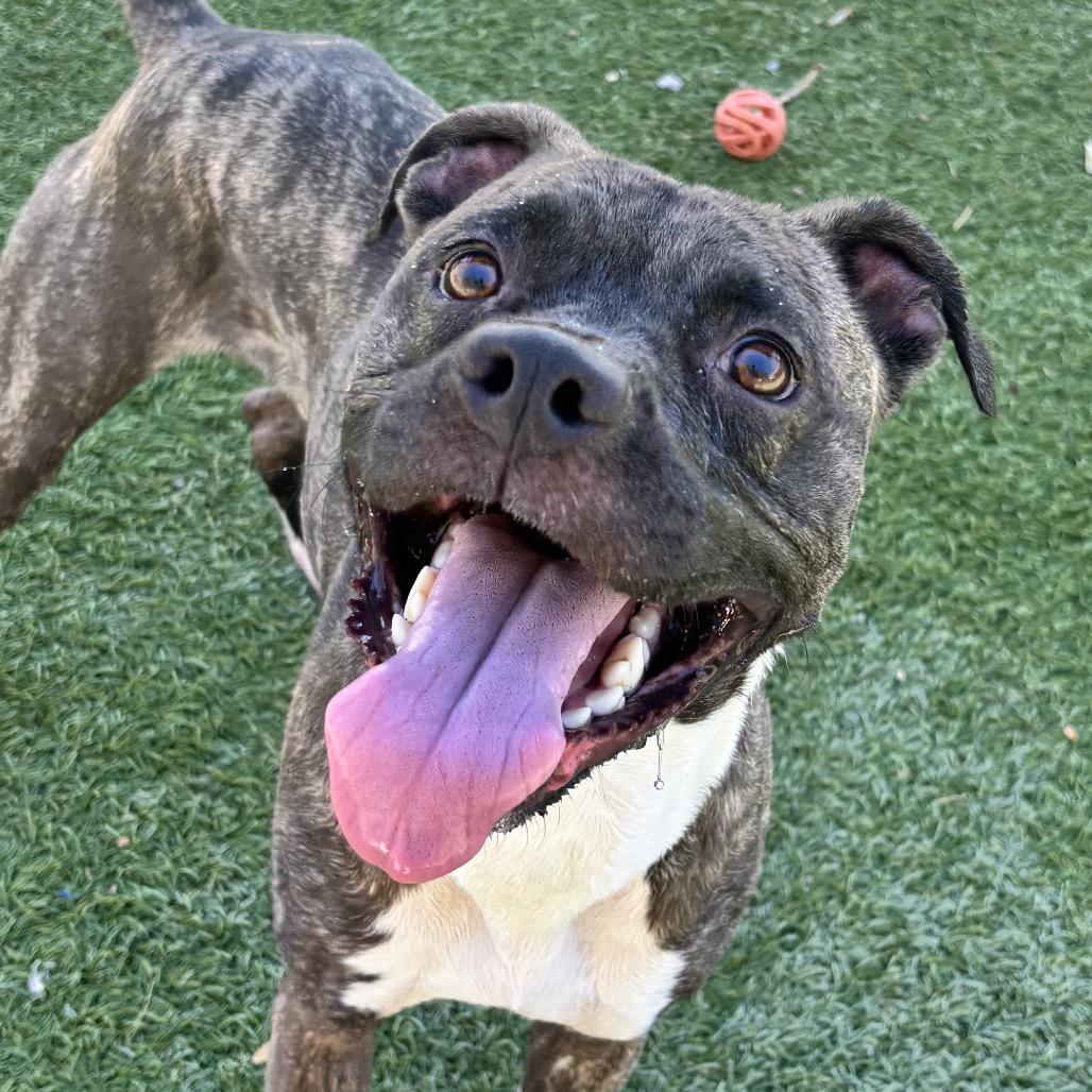 Raja, a Adoptable mixed breed in Henderson, NV image 3/6